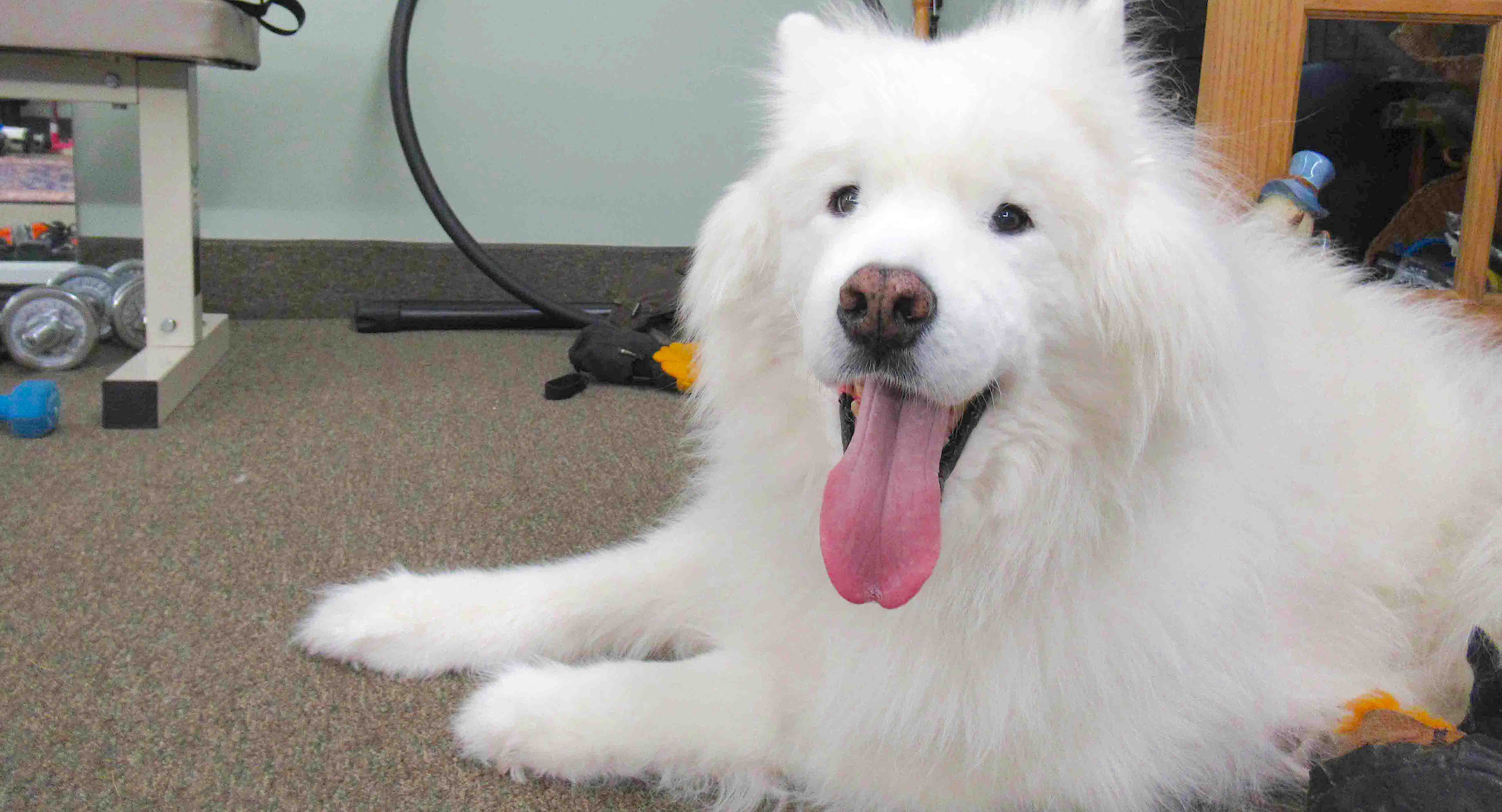 He's 13 Years Old And Has Had 16 Surgeries But Benny Remains ‘THE HAPPIEST PUP EVER’