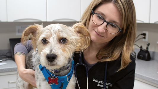 No Pain, All Gain: Becoming a Certified Veterinary Pain Practitioner
