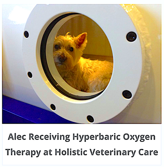 Hyperbaric Oxygen Therapy for Dogs