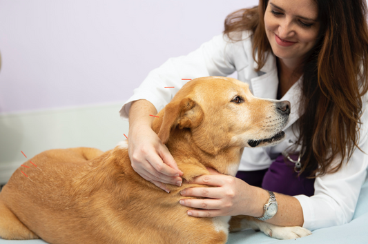 How Veterinary Rehabilitation Can Benefit Obese Dogs