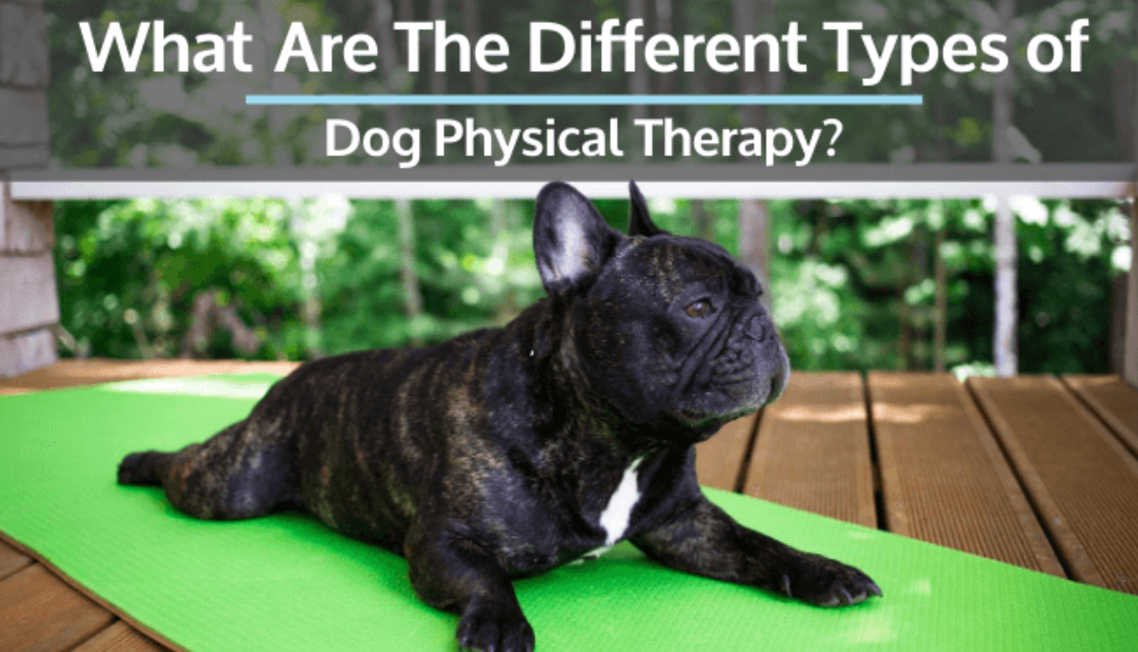 What Are the Different Types of Dog Physical Therapy?